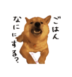 柴犬の梅ちゃん 広島弁 日常ver.（個別スタンプ：9）