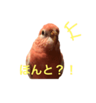 アキクサインコのゆゆ（個別スタンプ：3）