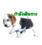 Nimo Beagle Ver.3（個別スタンプ：5）