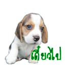 Nimo Beagle Ver.3（個別スタンプ：6）