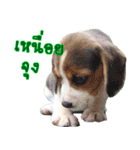 Nimo Beagle Ver.3（個別スタンプ：14）