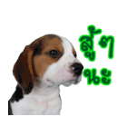 Nimo Beagle Ver.3（個別スタンプ：15）