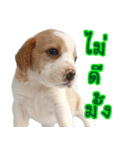 Nimo Beagle Ver.3（個別スタンプ：28）