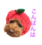 hey melon toy poodle（個別スタンプ：8）