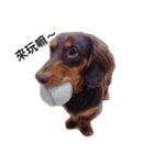 Dachshund -Quiche（個別スタンプ：1）