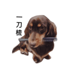 Dachshund -Quiche（個別スタンプ：2）