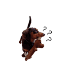 Dachshund -Quiche（個別スタンプ：5）