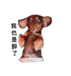 Dachshund -Quiche（個別スタンプ：6）