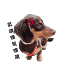 Dachshund -Quiche（個別スタンプ：9）