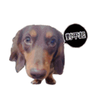 Dachshund -Quiche（個別スタンプ：12）