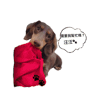 Dachshund -Quiche（個別スタンプ：13）