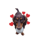 Dachshund -Quiche（個別スタンプ：14）