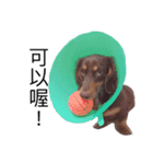 Dachshund -Quiche（個別スタンプ：15）