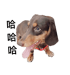 Dachshund -Quiche（個別スタンプ：17）