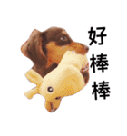 Dachshund -Quiche（個別スタンプ：18）