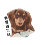 Dachshund -Quiche（個別スタンプ：20）