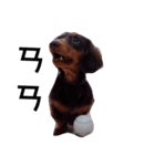 Dachshund -Quiche（個別スタンプ：21）