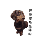 Dachshund -Quiche（個別スタンプ：22）