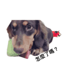 Dachshund -Quiche（個別スタンプ：23）