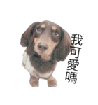 Dachshund -Quiche（個別スタンプ：24）