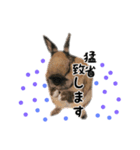 Convenient honorific and The tote rabbit（個別スタンプ：1）