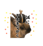 Convenient honorific and The tote rabbit（個別スタンプ：9）