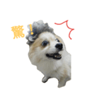 Smile DogDog（個別スタンプ：1）