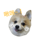 Smile DogDog（個別スタンプ：5）