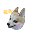 Smile DogDog（個別スタンプ：8）