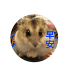 My Hamsters Greeting（個別スタンプ：1）