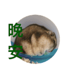 My Hamsters Greeting（個別スタンプ：4）