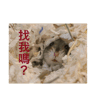 My Hamsters Greeting（個別スタンプ：5）