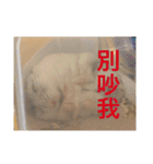 My Hamsters Greeting（個別スタンプ：6）