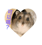 My Hamsters Greeting（個別スタンプ：10）