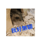 My Hamsters Greeting（個別スタンプ：13）