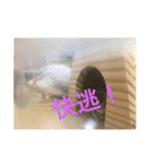 My Hamsters Greeting（個別スタンプ：14）