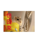 My Hamsters Greeting（個別スタンプ：16）