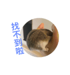 My Hamsters Greeting（個別スタンプ：17）