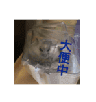 My Hamsters Greeting（個別スタンプ：18）