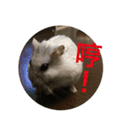 My Hamsters Greeting（個別スタンプ：19）