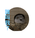 My Hamsters Greeting（個別スタンプ：21）