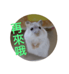 My Hamsters Greeting（個別スタンプ：22）