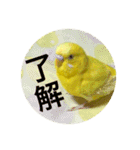 セキセイインコのピヨちゃん（個別スタンプ：19）