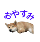 柴犬のこまきち（個別スタンプ：2）