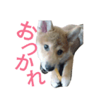 柴犬のこまきち（個別スタンプ：3）