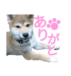 柴犬のこまきち（個別スタンプ：4）