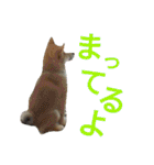 柴犬のこまきち（個別スタンプ：6）