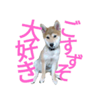 柴犬のこまきち（個別スタンプ：8）