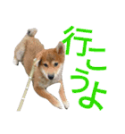 柴犬のこまきち（個別スタンプ：9）