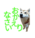 柴犬のこまきち（個別スタンプ：10）